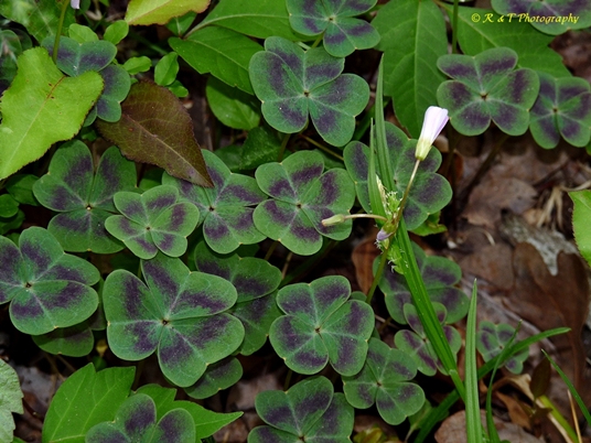 {Oxalis violacea}